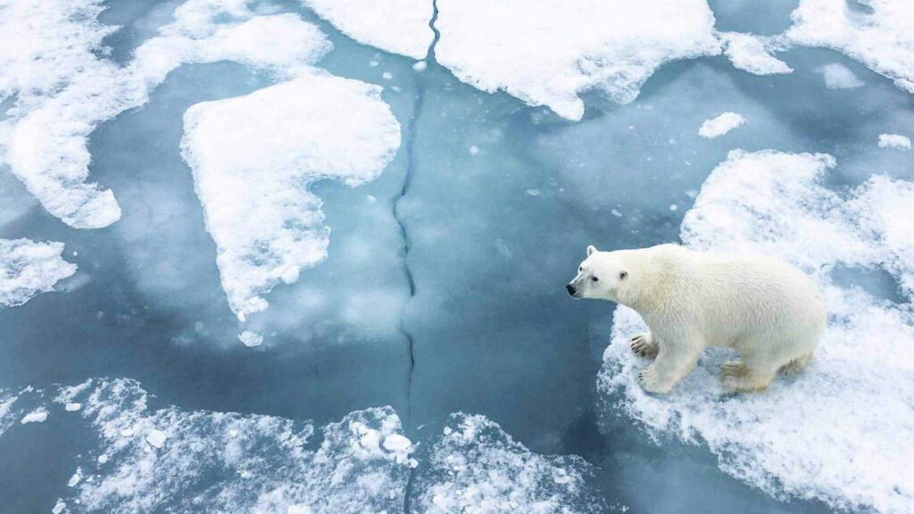 Places To See Polar Bears