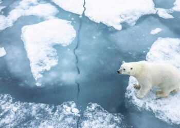 Places To See Polar Bears