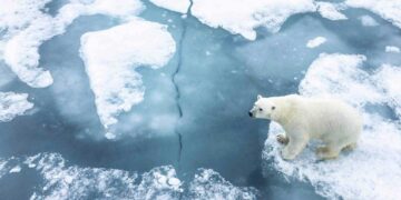 Places To See Polar Bears