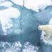 Places To See Polar Bears