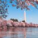Best Destinations For Blooms