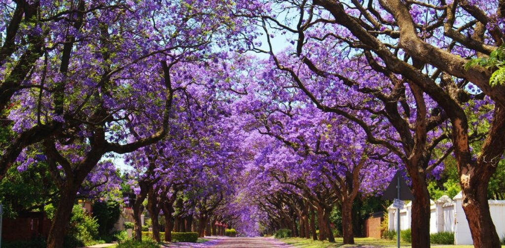 Jacaranda Trees, Pretoria