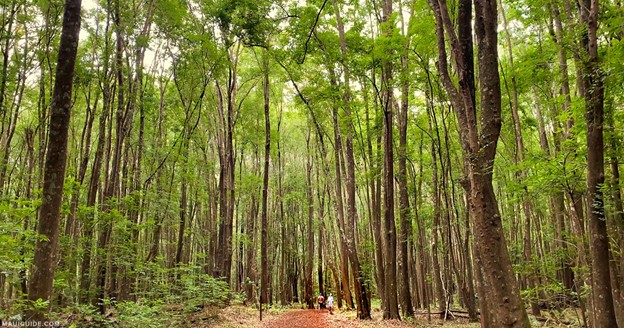 Makawao Forest Reserve