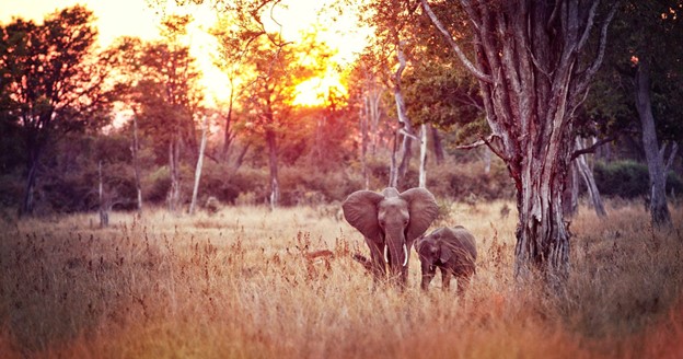 South Luangwa National Park, Zambia