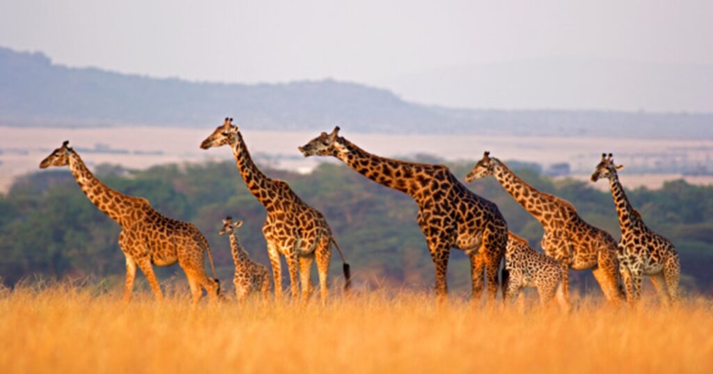 What To Pack For An African Safari Trip